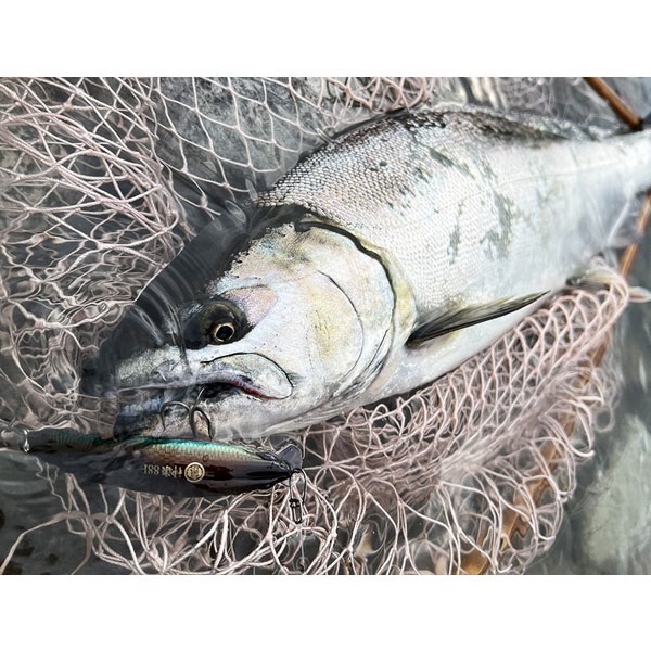 鬼鱒　神楽　88F